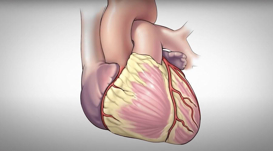 coronary artery