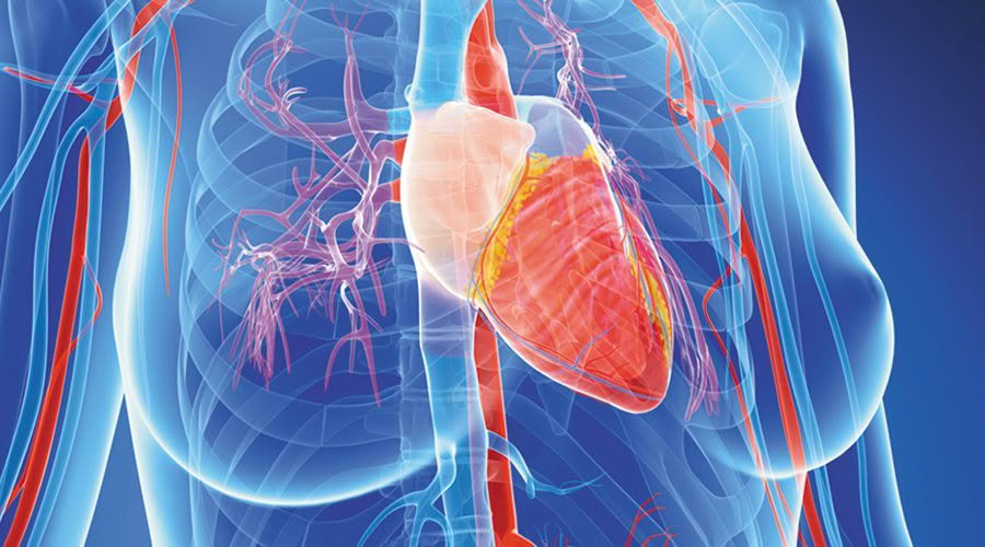 female heart